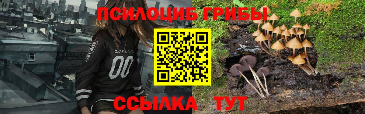 Псилоцибиновые грибы Psilocybe Нарткала